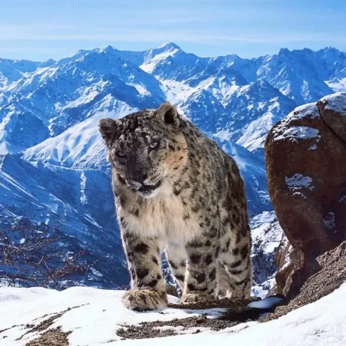 Snow Leopard Trek