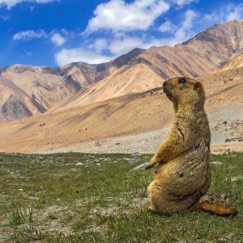 Mesmerizing Ladakh